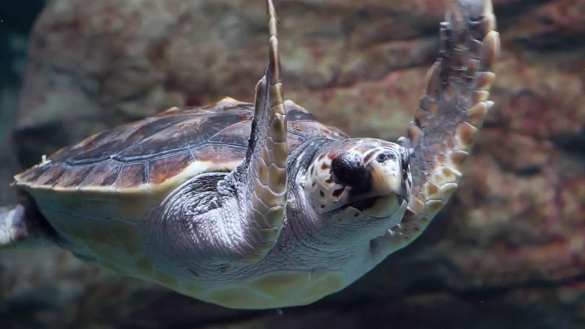 La nidificació emergent de la tortuga Caretta a la costa catalana