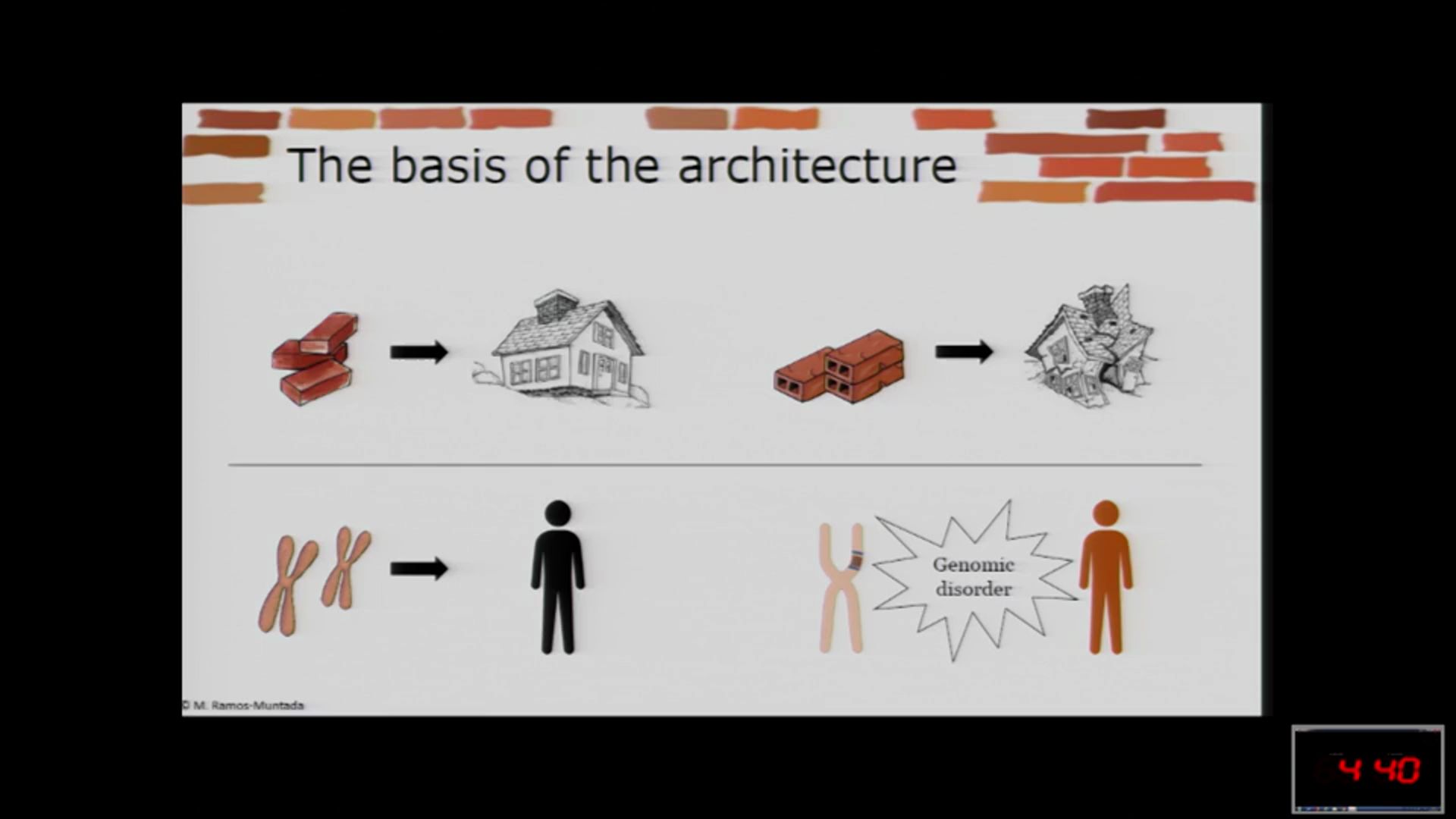 The importance of the architecture (also for the genome)